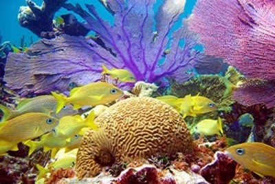 snorkeling with yellow fish
