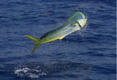 fishing mahi-mahi turks and caicos