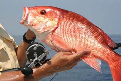 red snapper catch