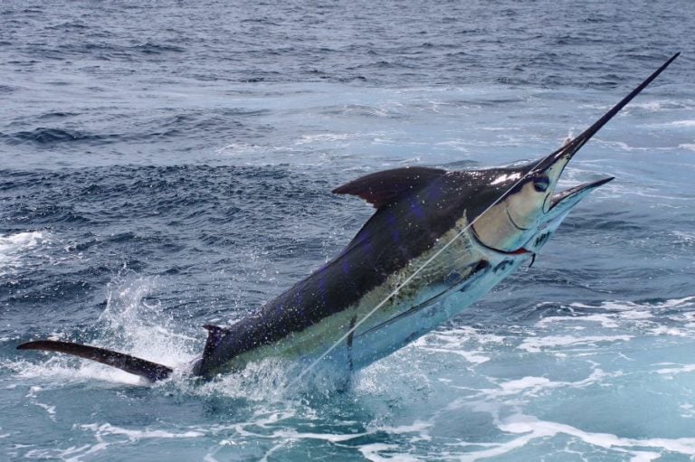 blue marlin catch in turks and caicos