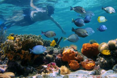 snorkeling turks and caicos