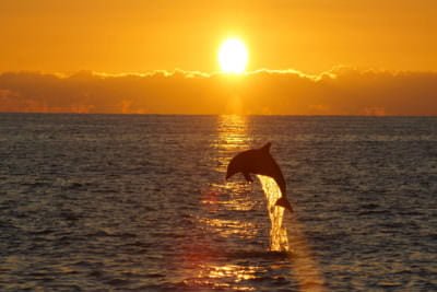 Dolphin leaps from the ocean at golden sunset with shimmering water in Providenciales, Turks and Caicos during a Caicos Water Fun boat tour.