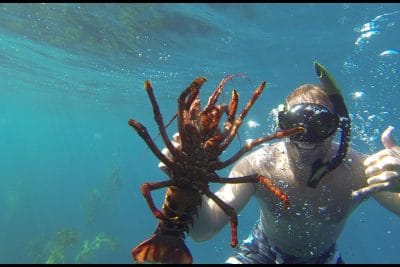 Underwater snorkeler holding a large Caribbean spiny lobster while giving a shaka sign in clear blue water during a Caicos Water Fun lobster-diving trip in Turks and Caicos.